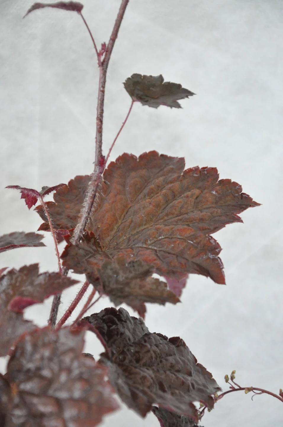 Heuchera micrantha 'Palace Purple' (Żurawka drobna 'Palace Purple')