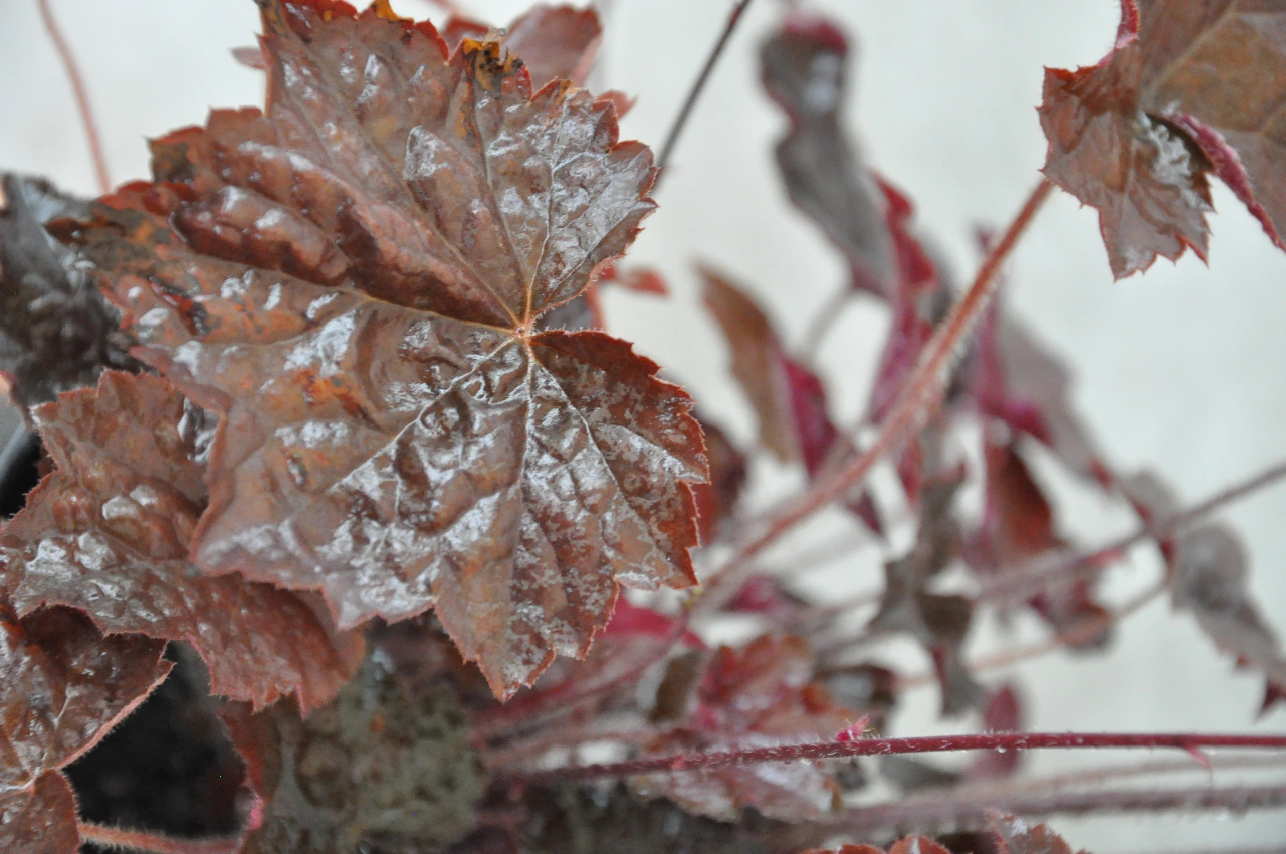 Heuchera micrantha 'Palace Purple' (Żurawka drobna 'Palace Purple')
