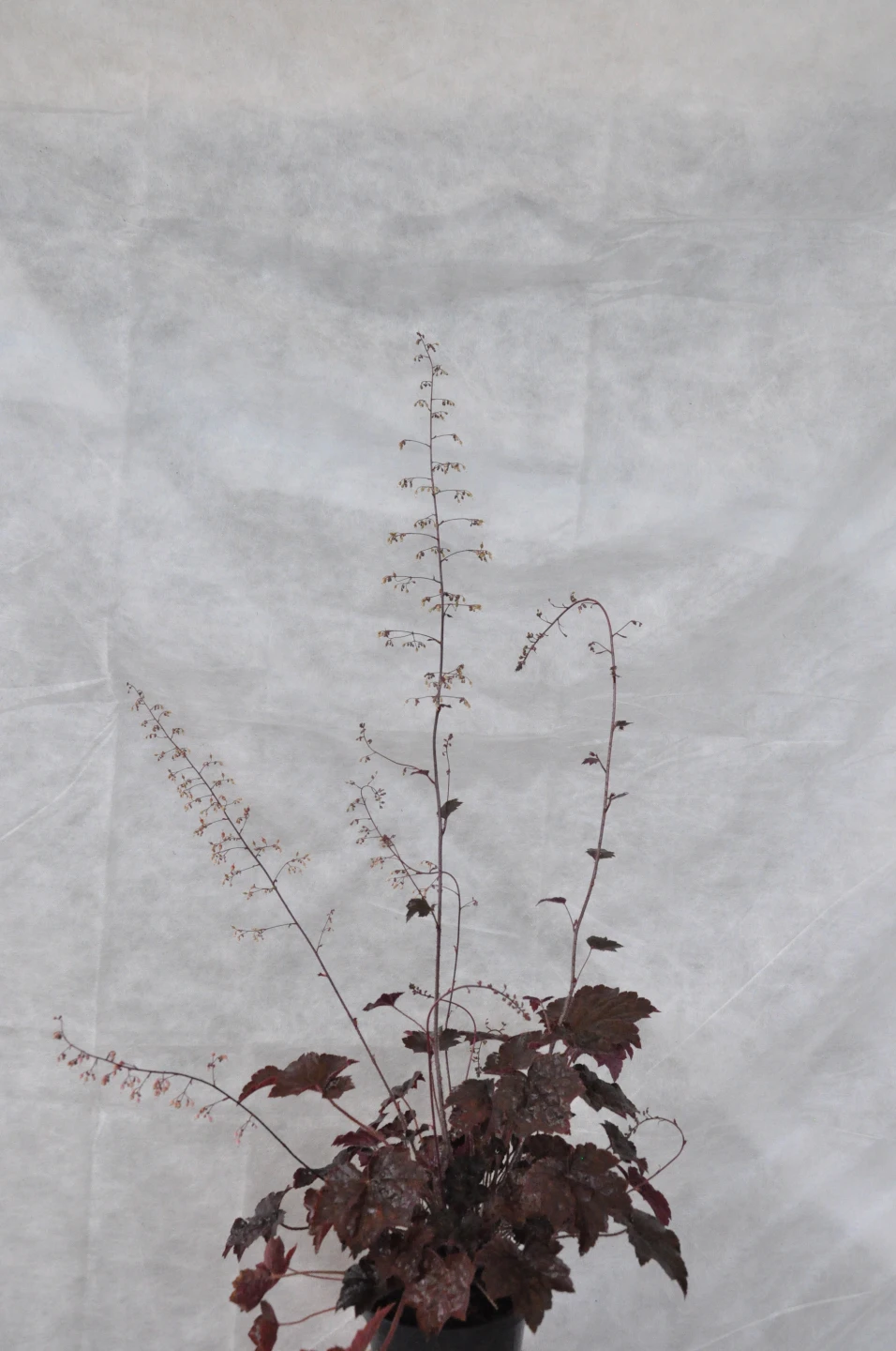 Heuchera micrantha 'Palace Purple' (Żurawka drobna 'Palace Purple')