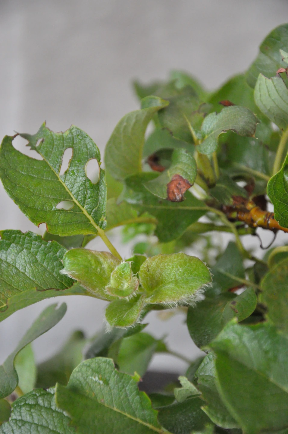 Salix nakamurana 'Yezoalpina' (Wierzba nakamury 'Jezońska')