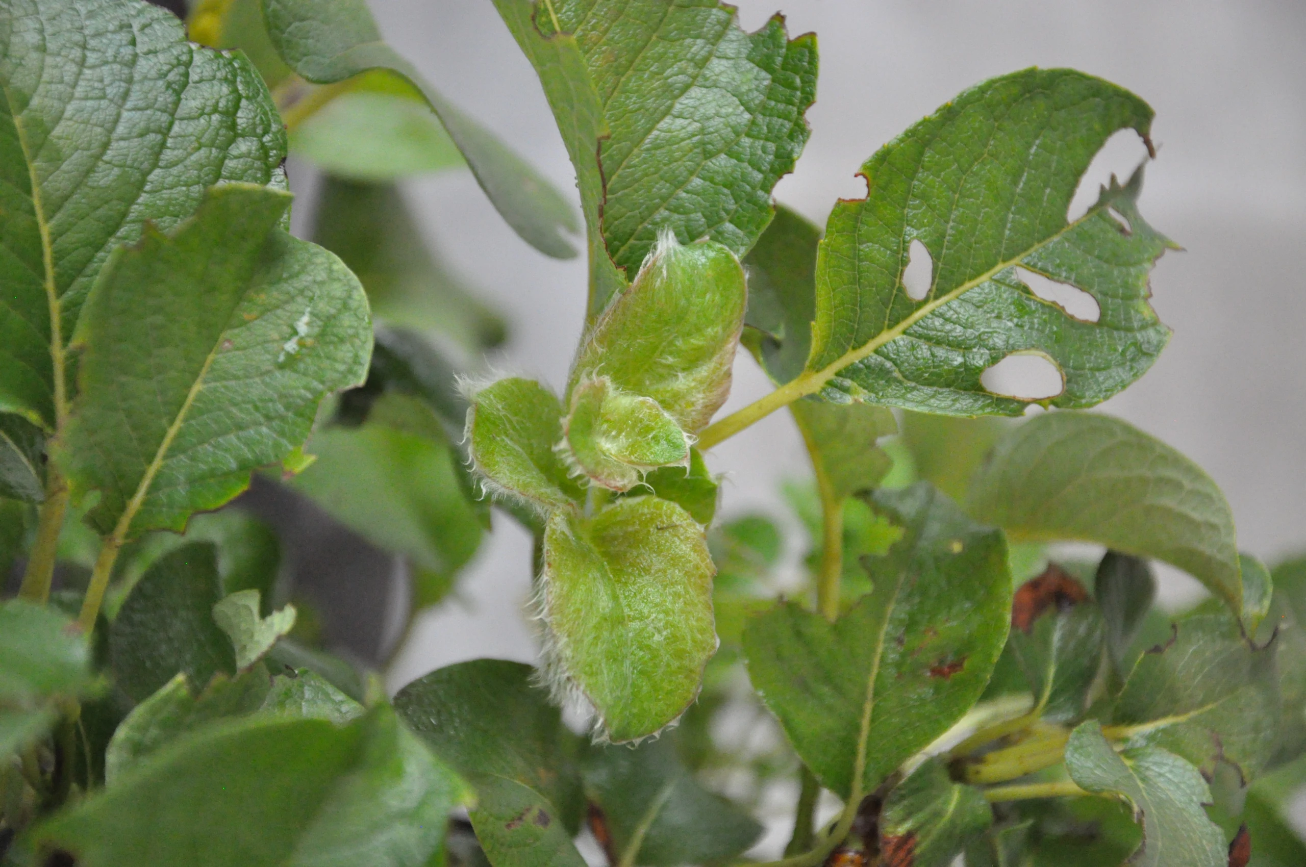 Salix nakamurana 'Yezoalpina' (Wierzba nakamury 'Jezońska')