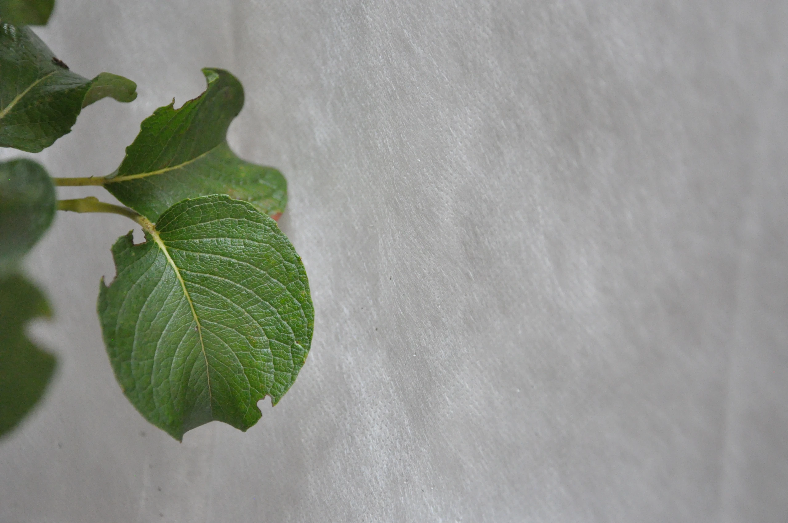 Salix nakamurana 'Yezoalpina' (Wierzba nakamury 'Jezońska')