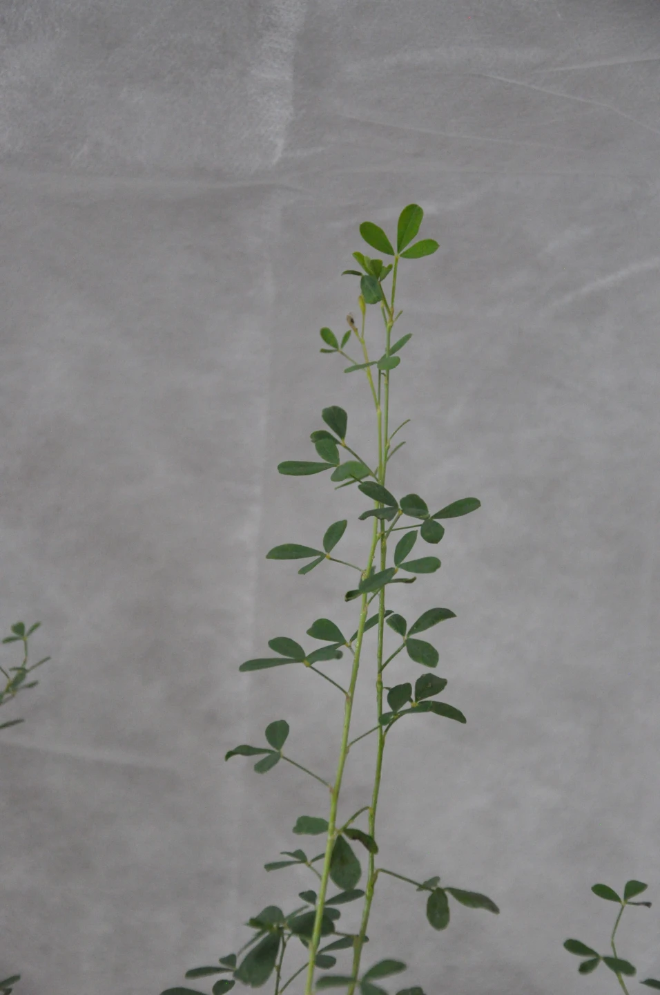 Chamaecytisus purpureus (Szczodrzeniec purpurowy)