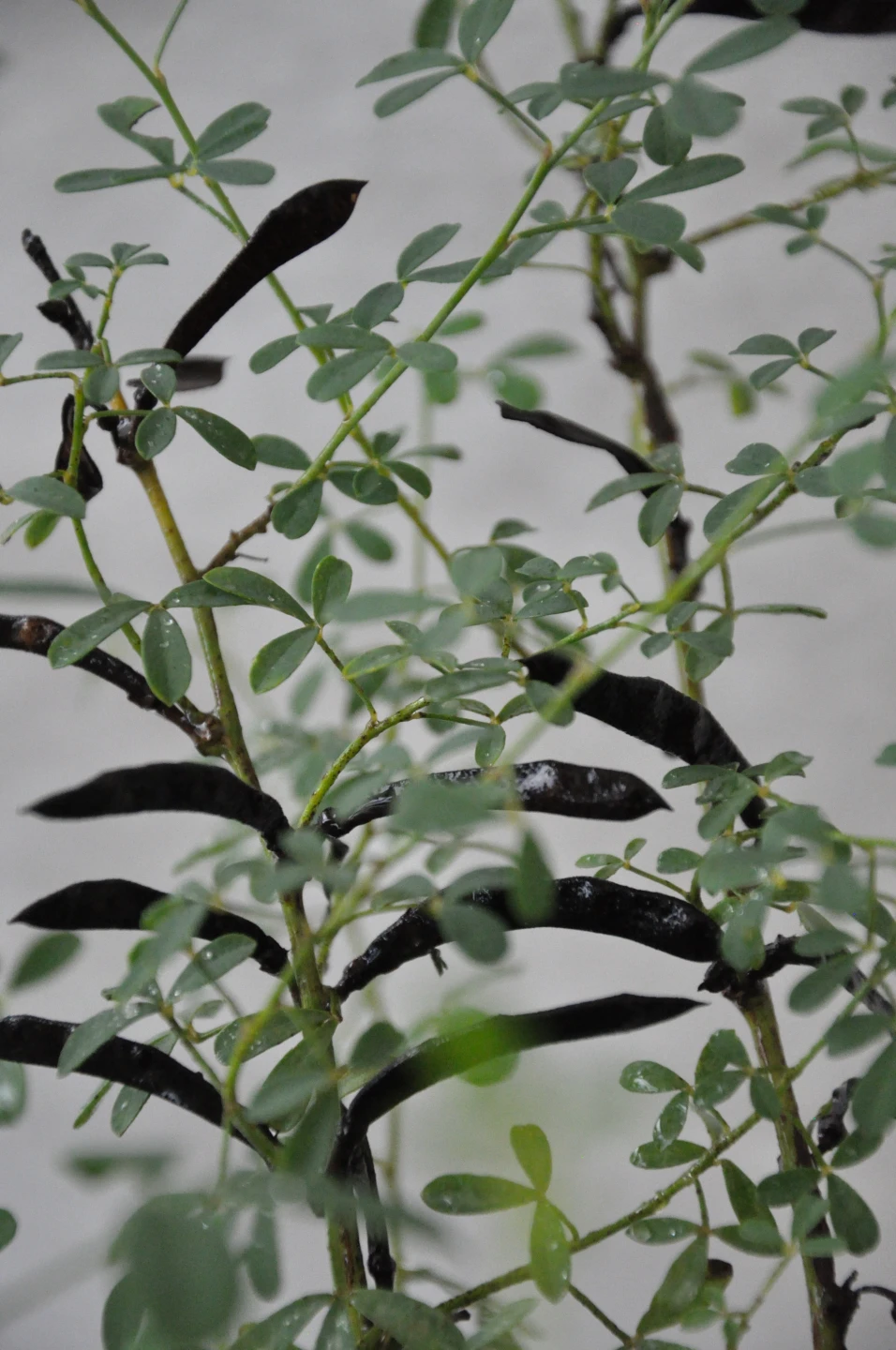 Chamaecytisus purpureus (Szczodrzeniec purpurowy)
