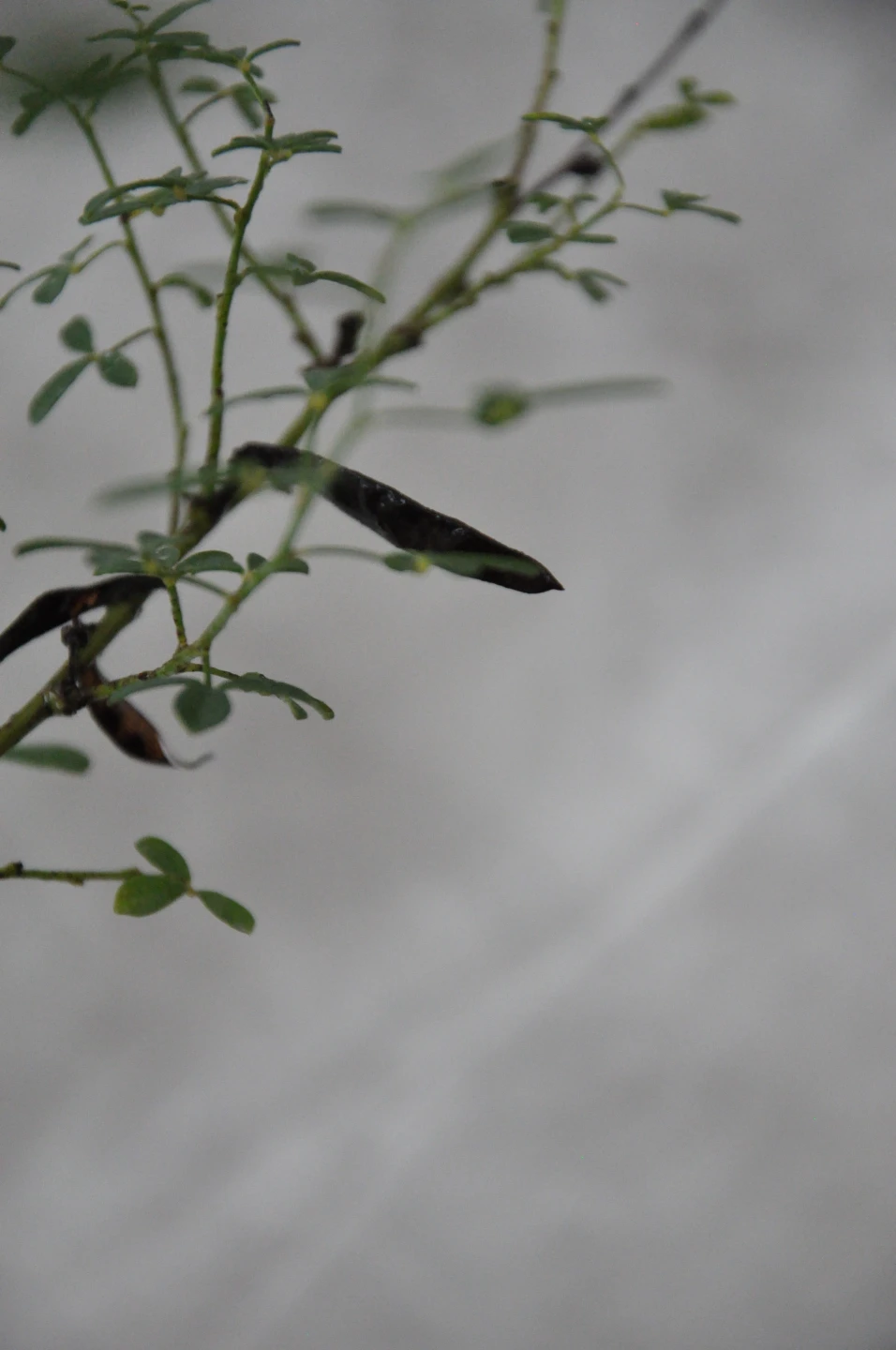 Chamaecytisus purpureus (Szczodrzeniec purpurowy)