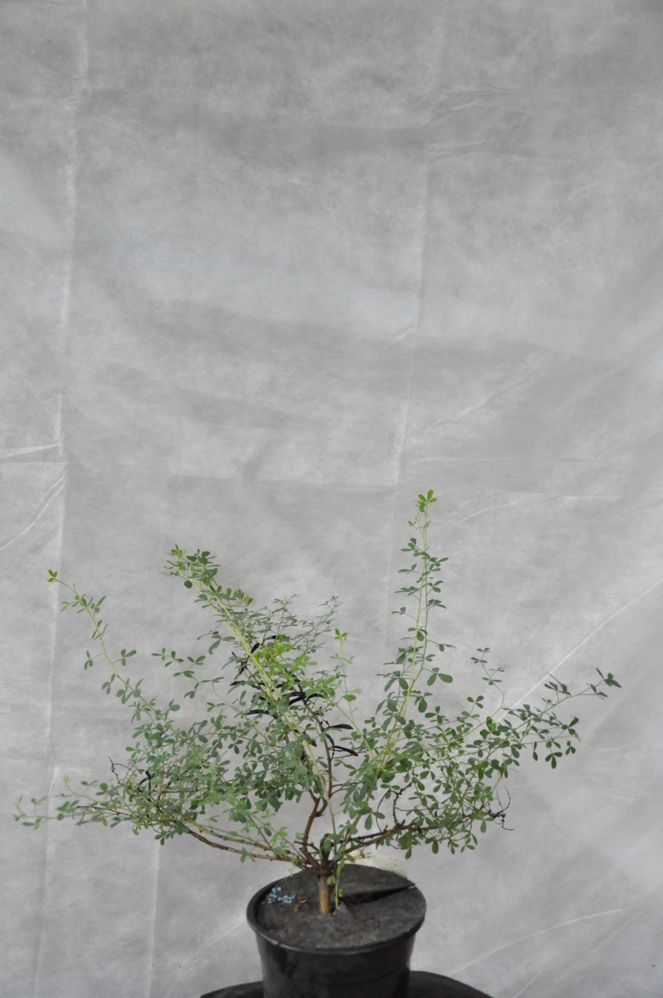 Chamaecytisus purpureus (Szczodrzeniec purpurowy)