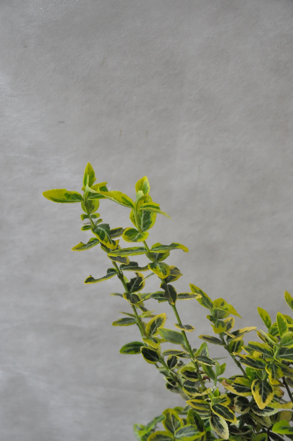 Euonymus fortunei 'Emerald'n Gold' (Trzmielina Fortune'a 'Emerald'n Gold')