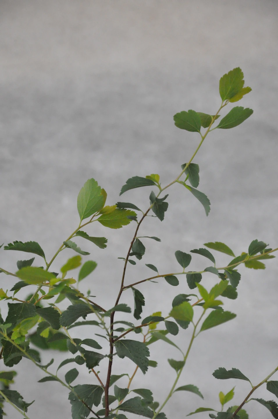 Spiraea ×vanhouttei (tawuła van Houtte'a)