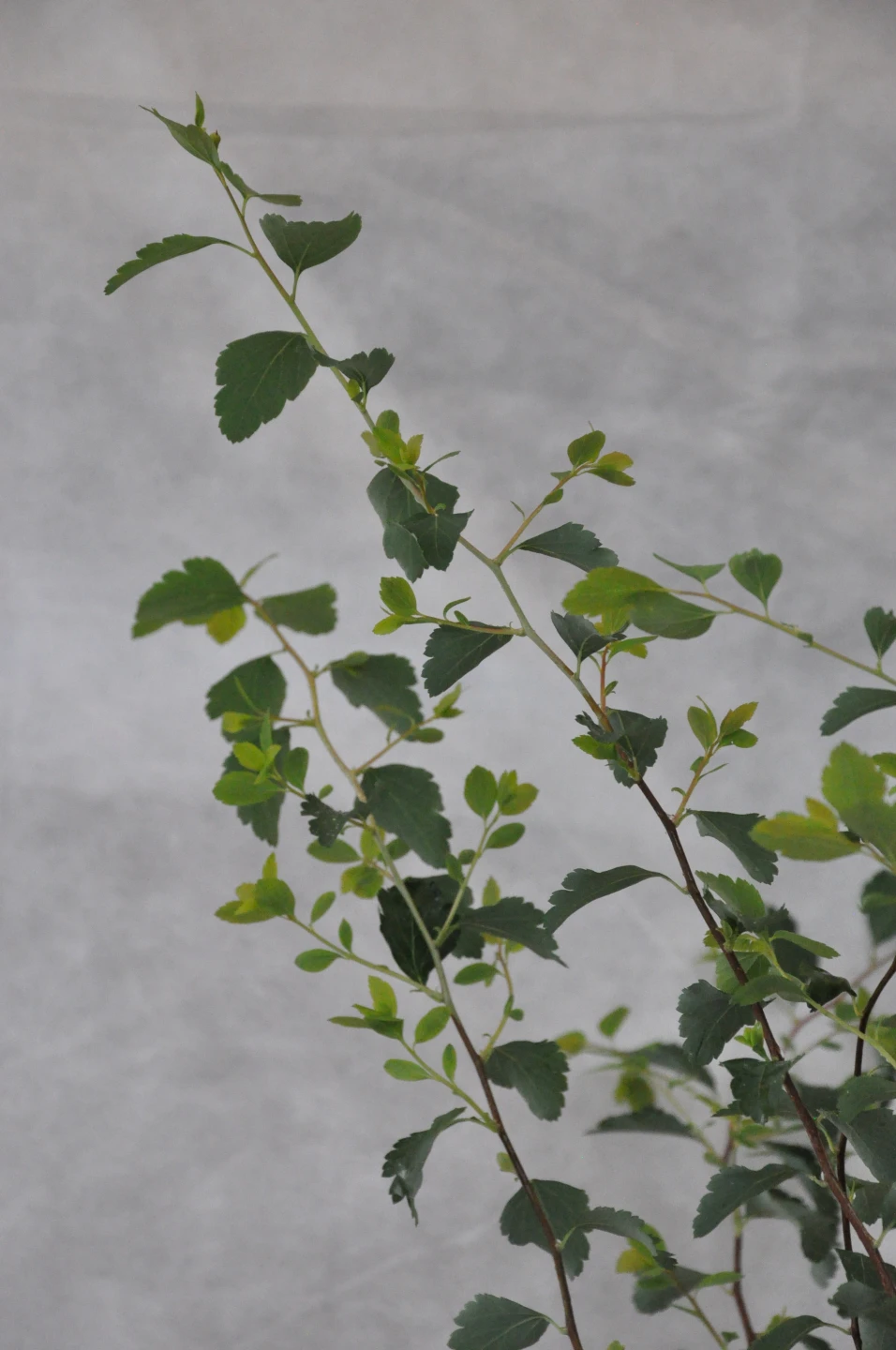 Spiraea ×vanhouttei (tawuła van Houtte'a)