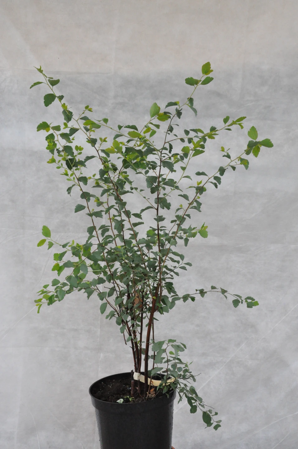 Spiraea ×vanhouttei (tawuła van Houtte'a)
