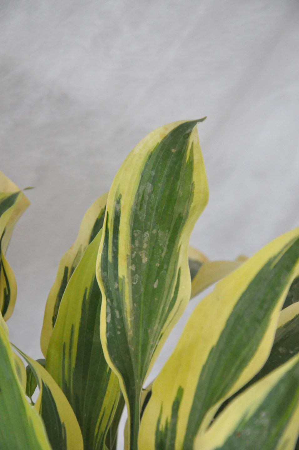 Hosta 'Wolverine' (Funkia 'Wolverine')