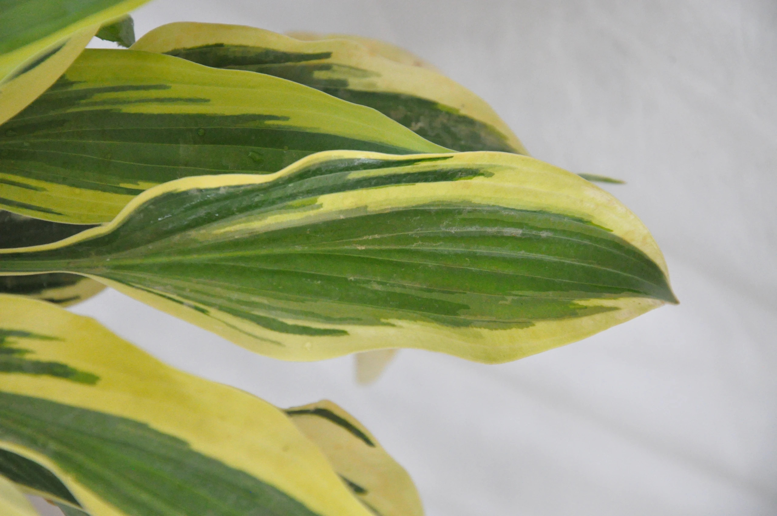 Hosta 'Wolverine' (Funkia 'Wolverine')