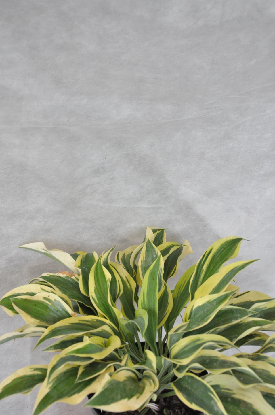 Hosta 'Wolverine' (Funkia 'Wolverine')