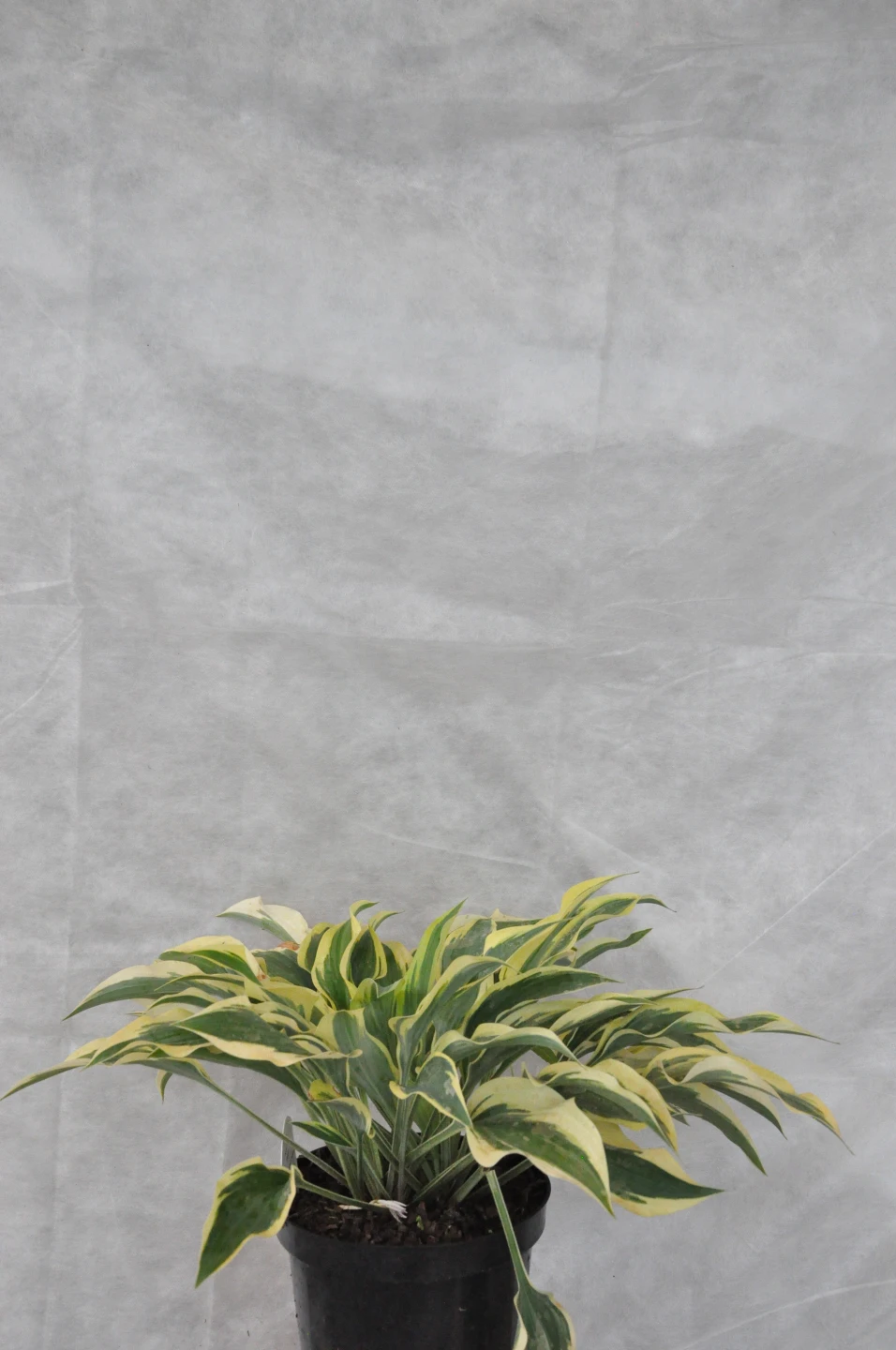 Hosta 'Wolverine' (Funkia 'Wolverine')