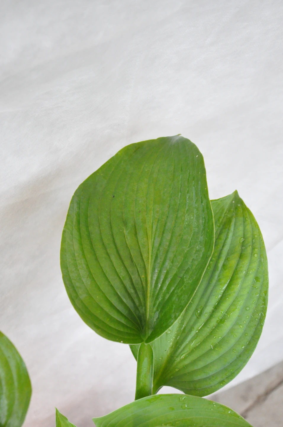 Hosta 'Blue Angel' (Funkia 'Blue Angel')