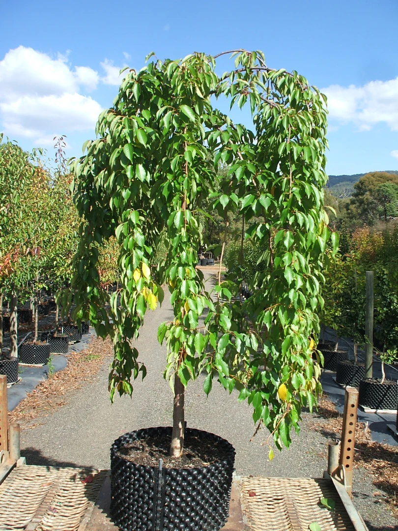 Prunus pendula (Wiśnia zwisła)
