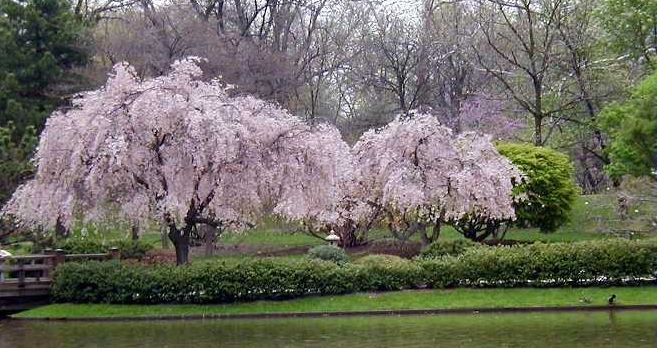 Prunus pendula (Wiśnia zwisła)