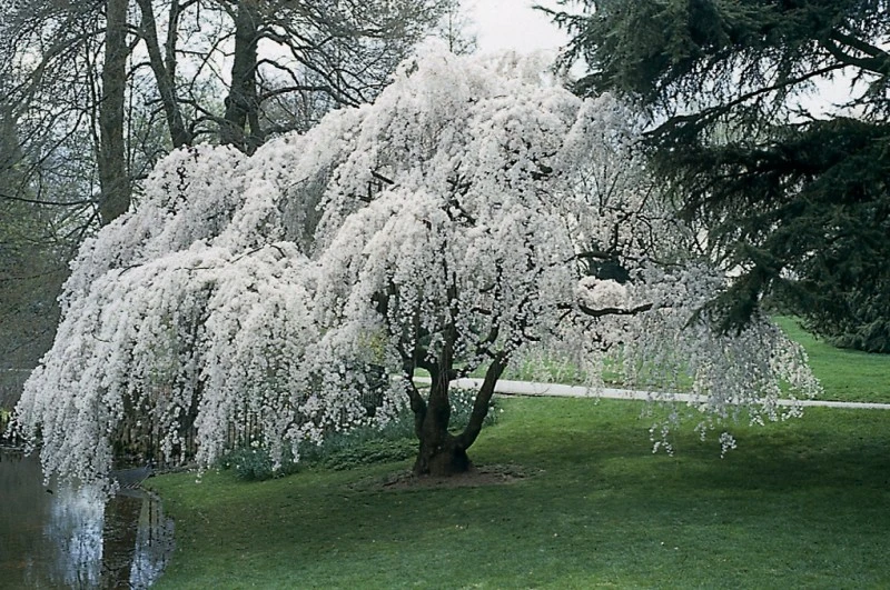 Prunus pendula (Wiśnia zwisła)