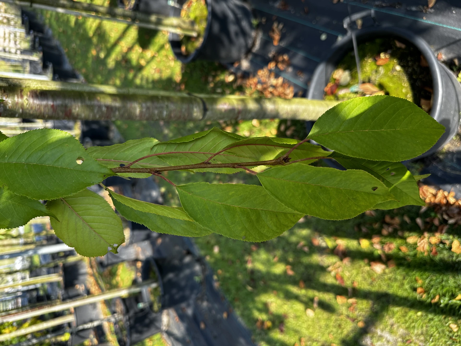 Prunus pendula (Wiśnia zwisła)