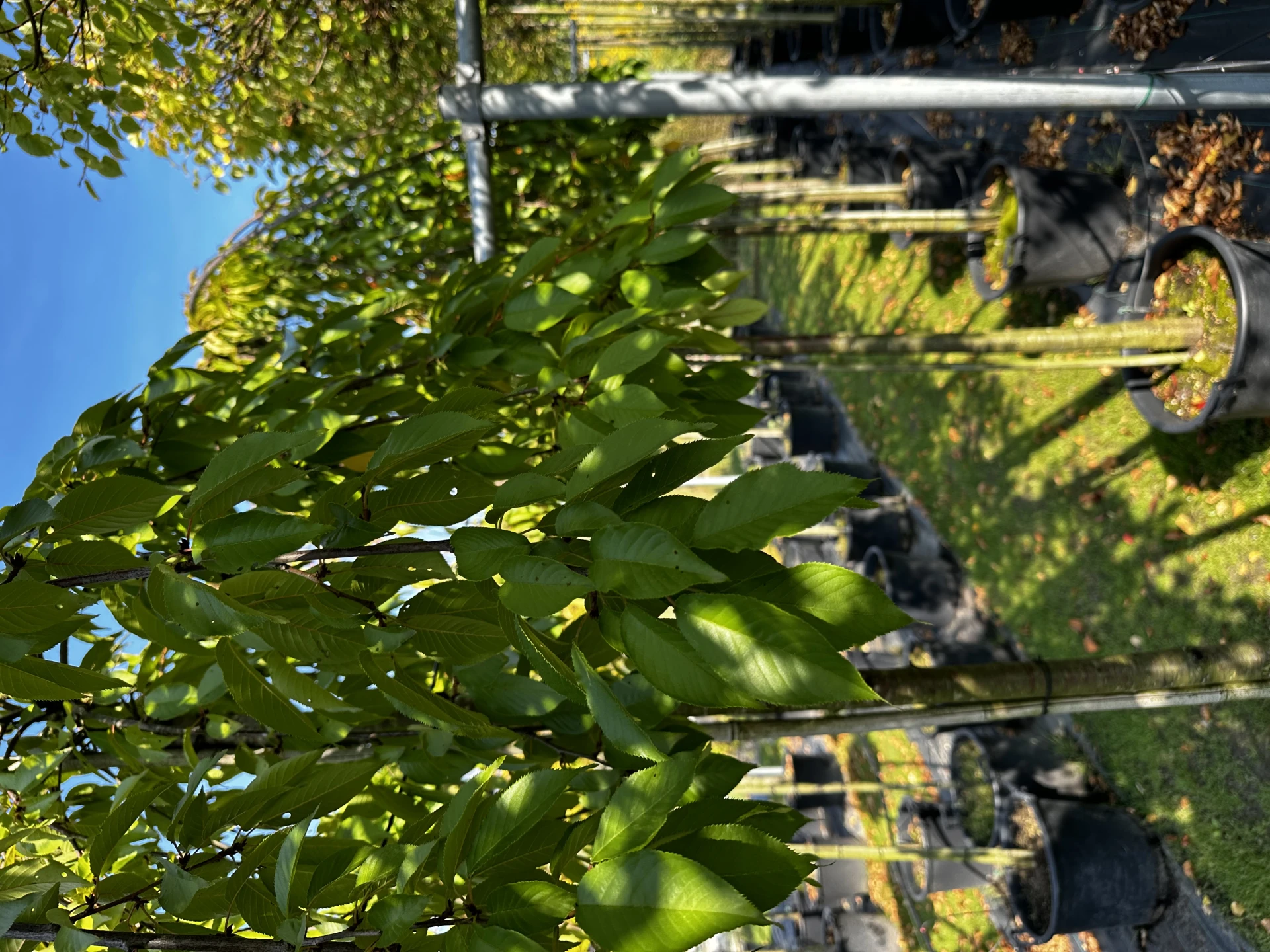 Prunus pendula (Wiśnia zwisła)