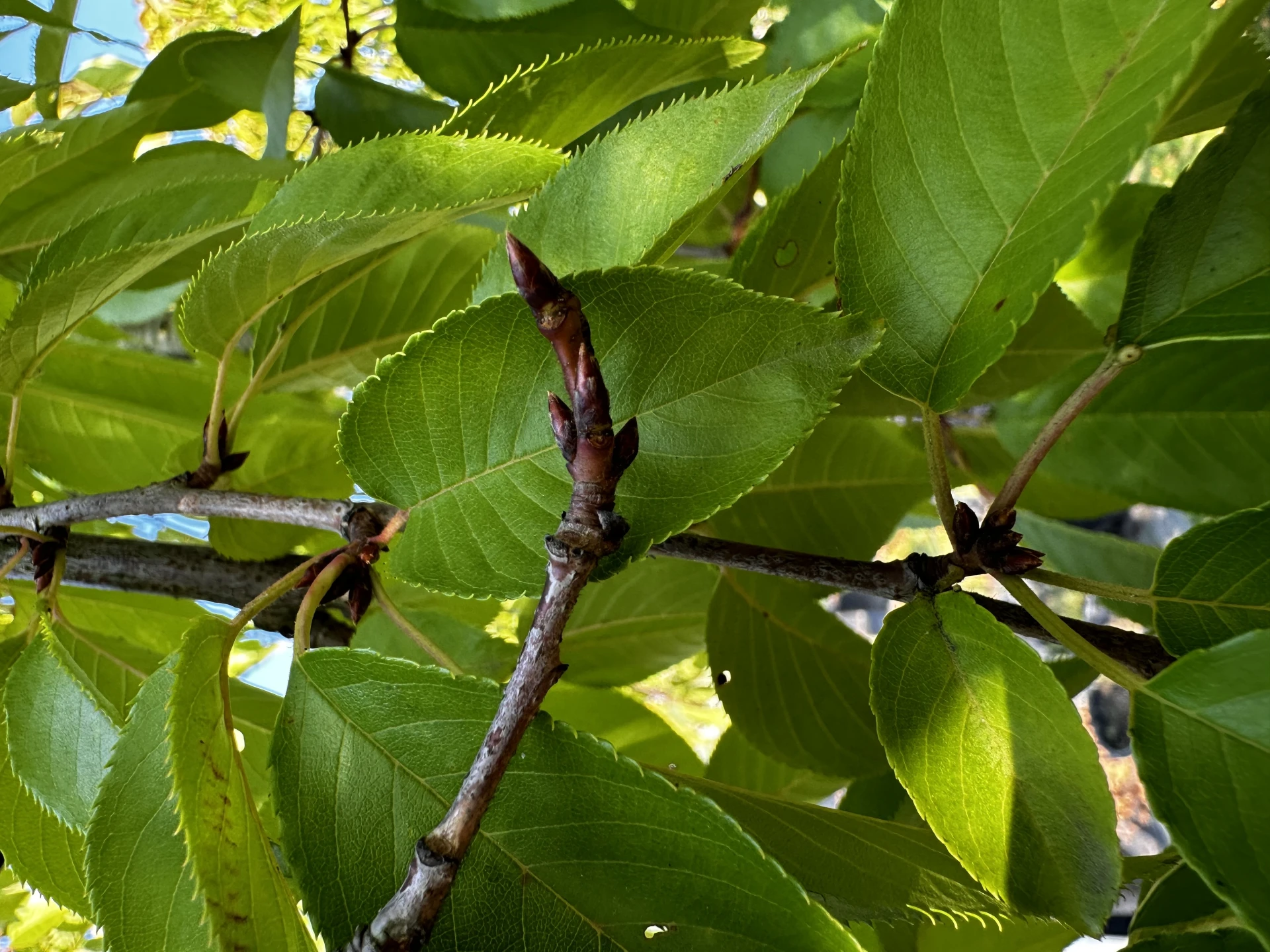 Prunus pendula (Wiśnia zwisła)