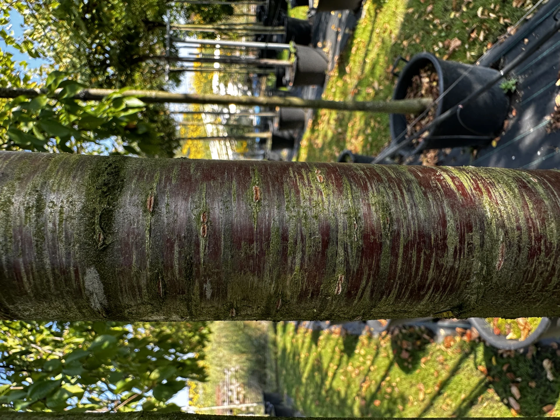 Prunus pendula (Wiśnia zwisła)
