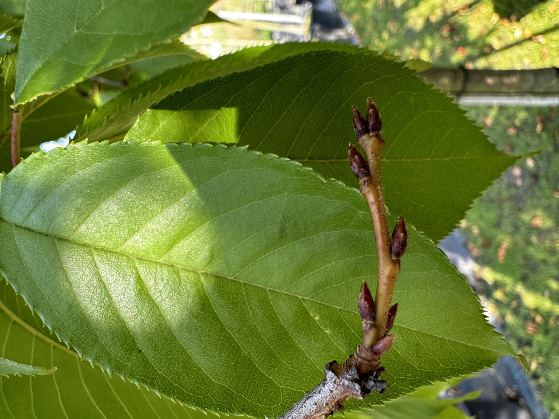Prunus pendula (Wiśnia zwisła)