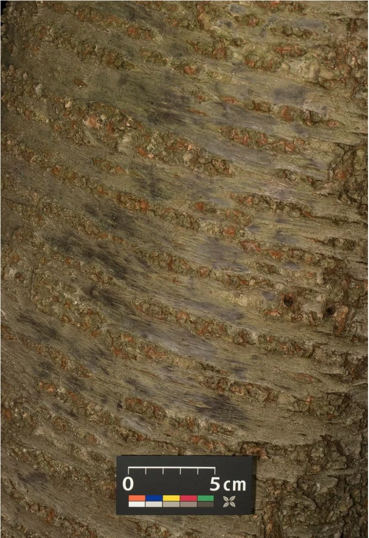 Prunus pendula (Wiśnia zwisła)