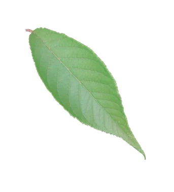 Prunus pendula (Wiśnia zwisła)