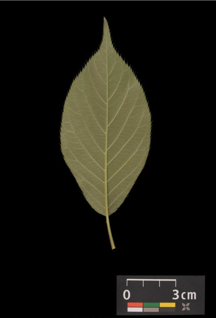 Prunus pendula (Wiśnia zwisła)