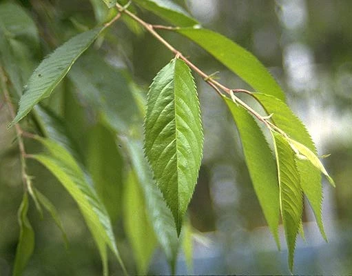 Prunus pendula (Wiśnia zwisła)