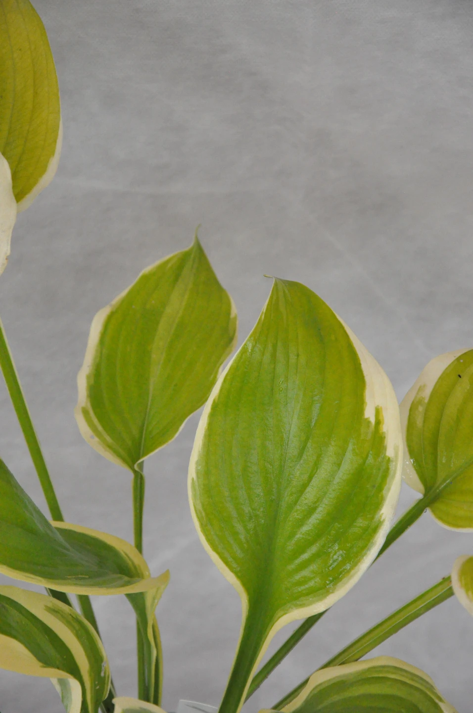 Hosta 'Winter Snow' (Funkia 'Winter Snow')