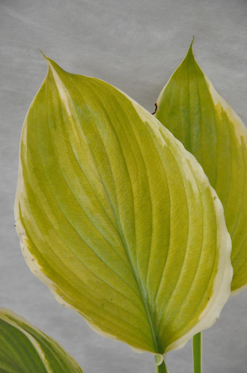 Hosta 'Winter Snow' (Funkia 'Winter Snow')