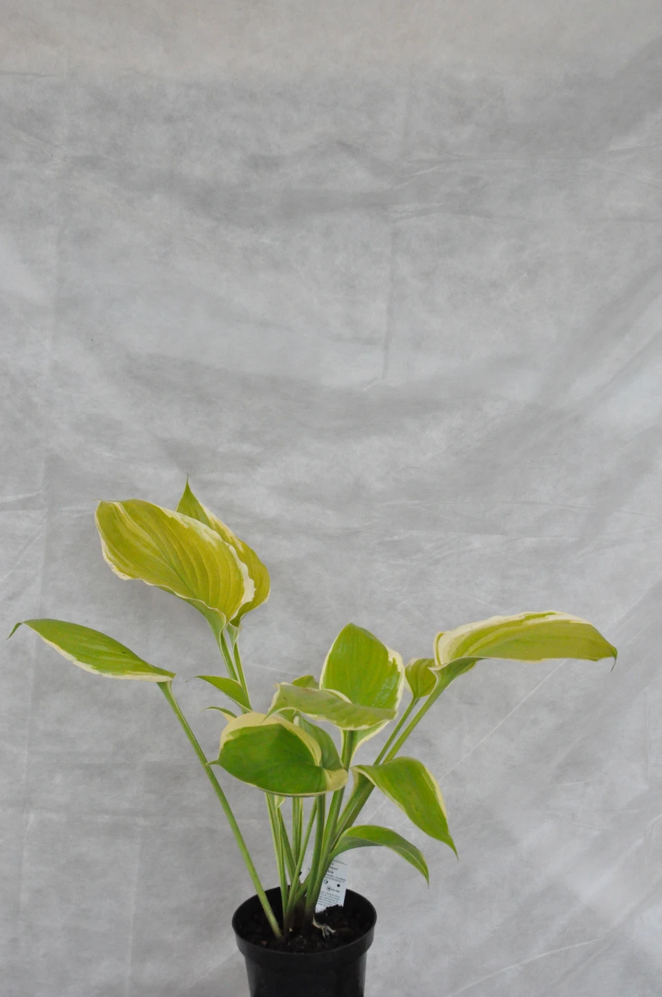 Hosta 'Winter Snow' (Funkia 'Winter Snow')
