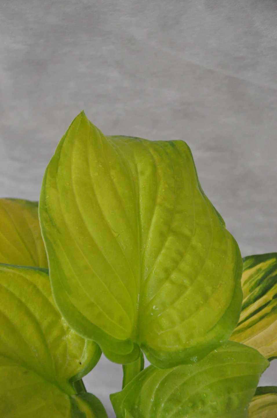 Hosta 'Stained Glass' (Funkia 'Stained Glass')