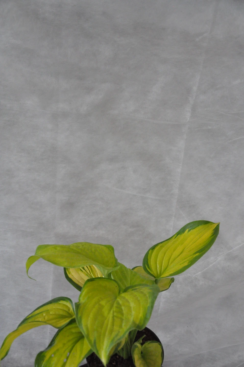 Hosta 'Stained Glass' (Funkia 'Stained Glass')