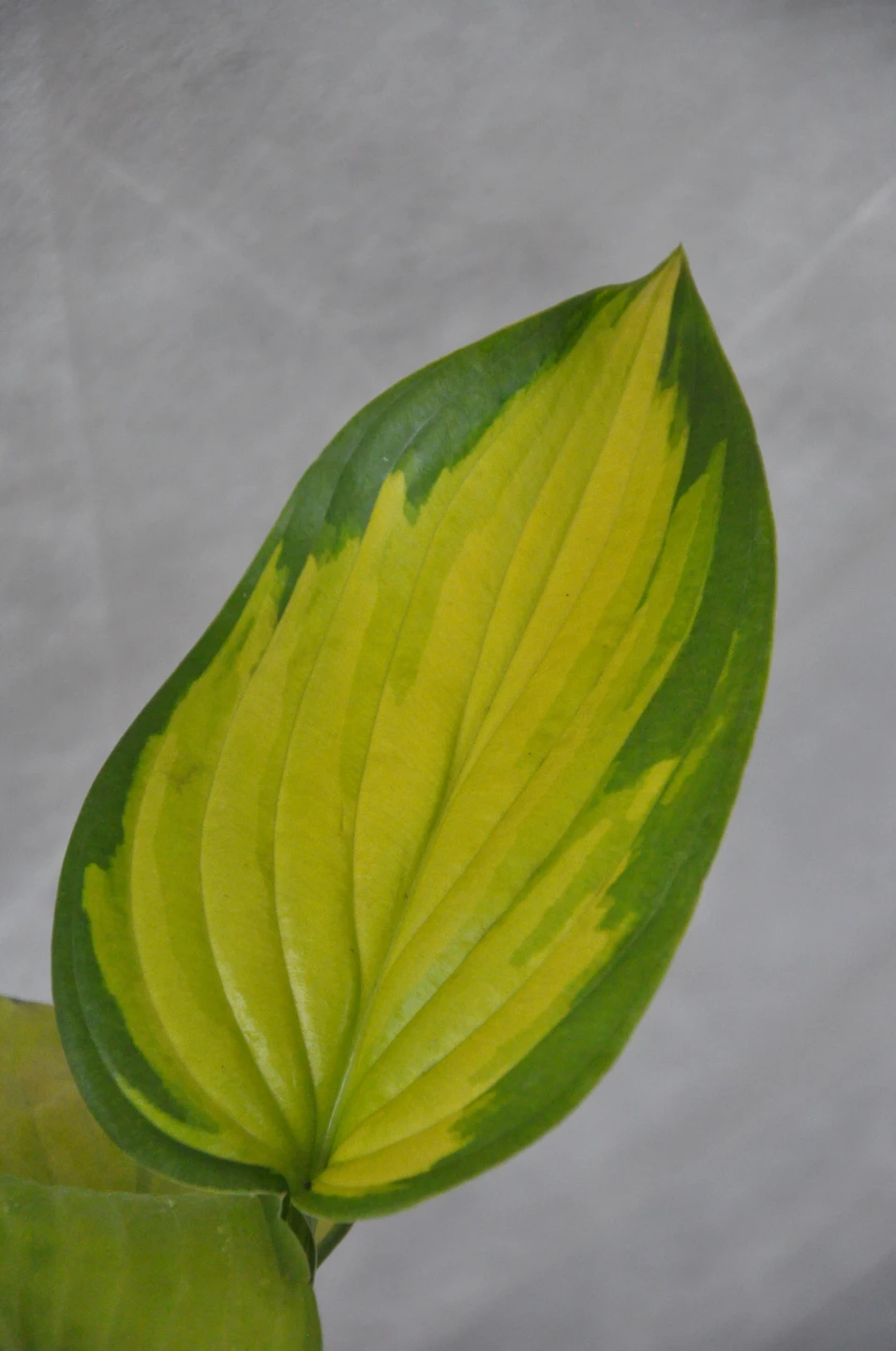 Hosta 'Stained Glass' (Funkia 'Stained Glass')