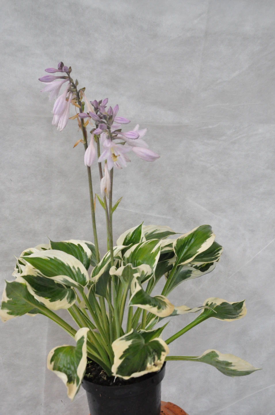 Hosta 'Pariot' (Funkia 'Pariot')