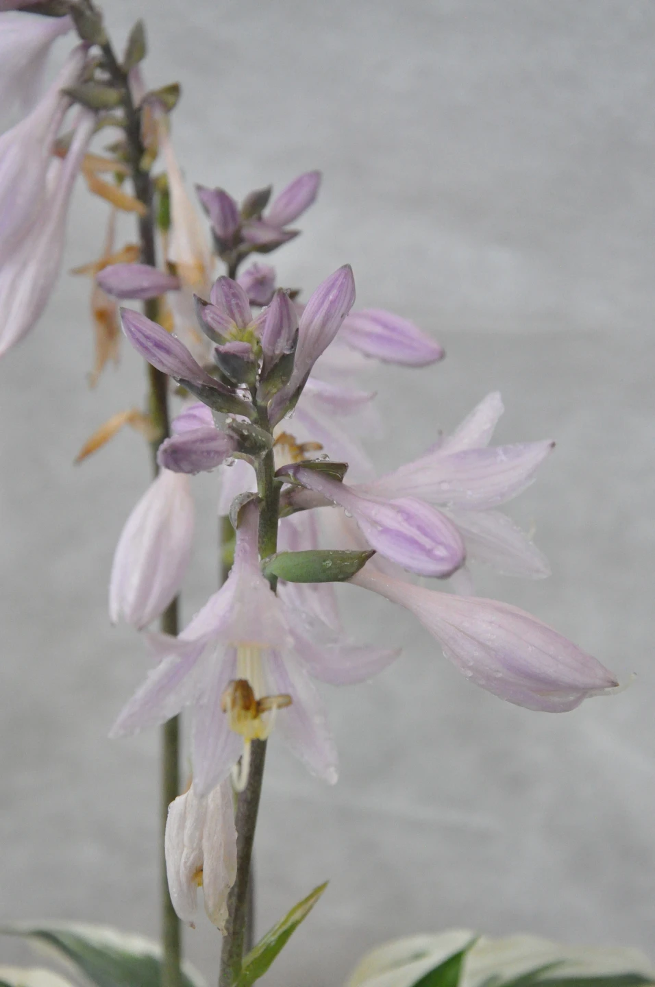 Hosta 'Pariot' (Funkia 'Pariot')