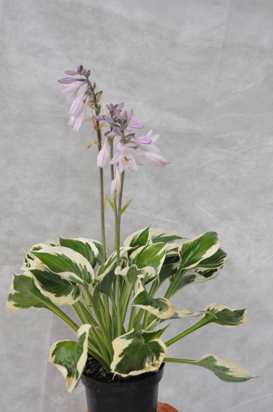 Hosta 'Pariot' (Funkia 'Pariot')