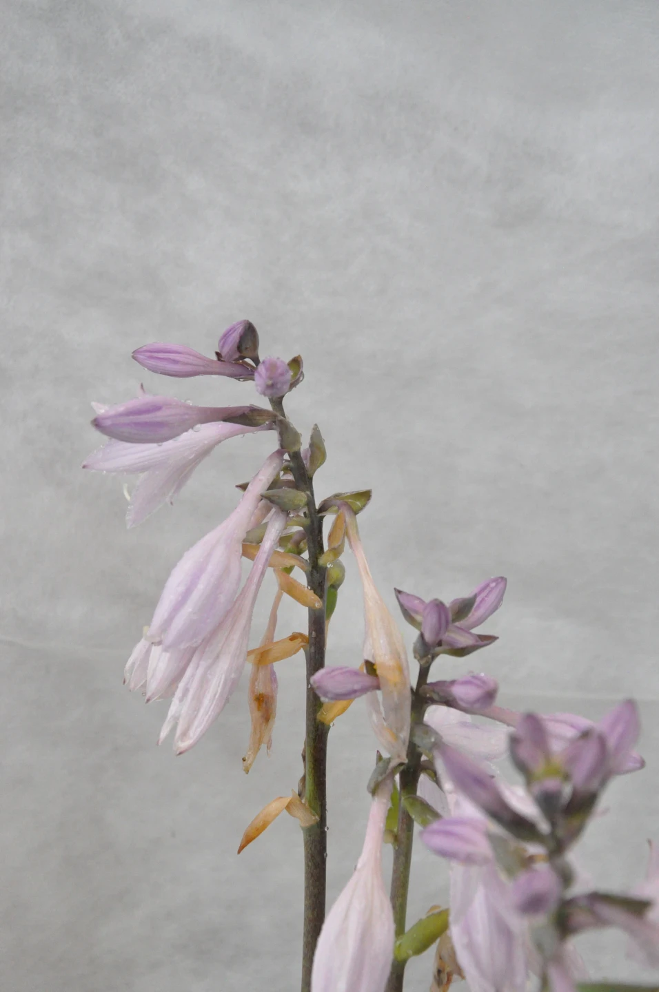Hosta 'Pariot' (Funkia 'Pariot')