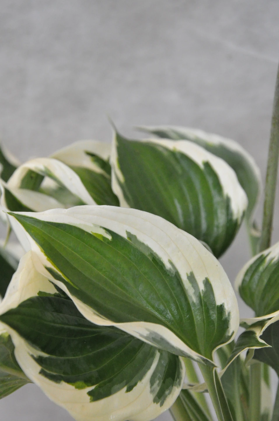 Hosta 'Pariot' (Funkia 'Pariot')