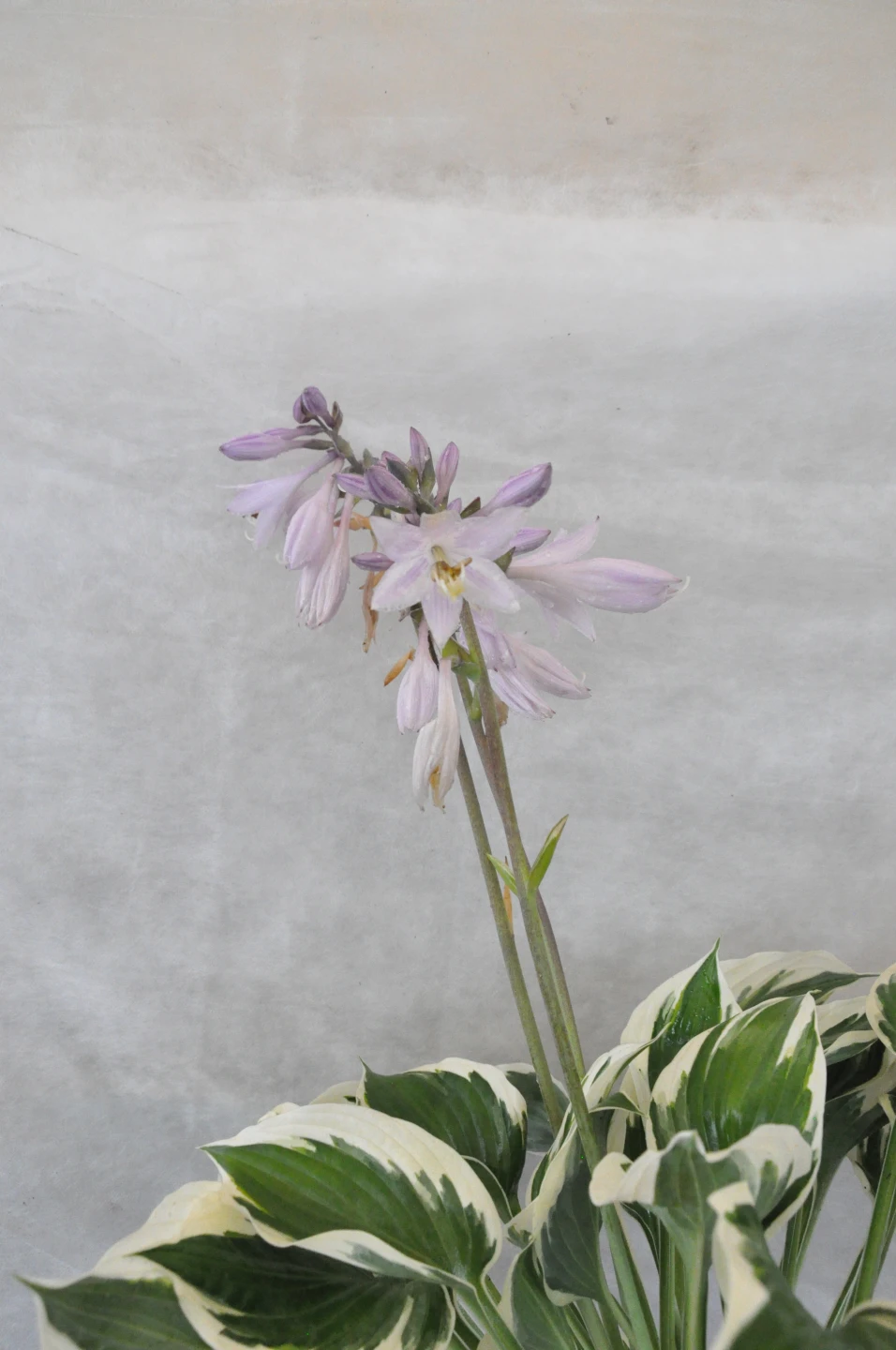 Hosta 'Pariot' (Funkia 'Pariot')