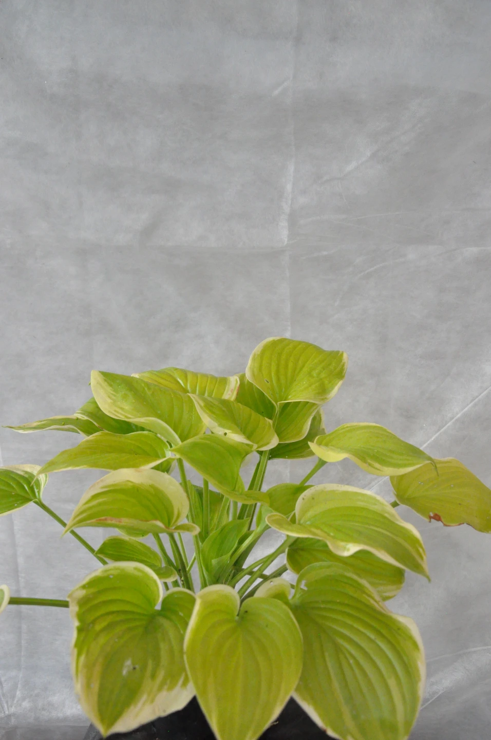 Hosta 'Fragrant Bouquet' (Funkia 'Fragrant Bouquet')