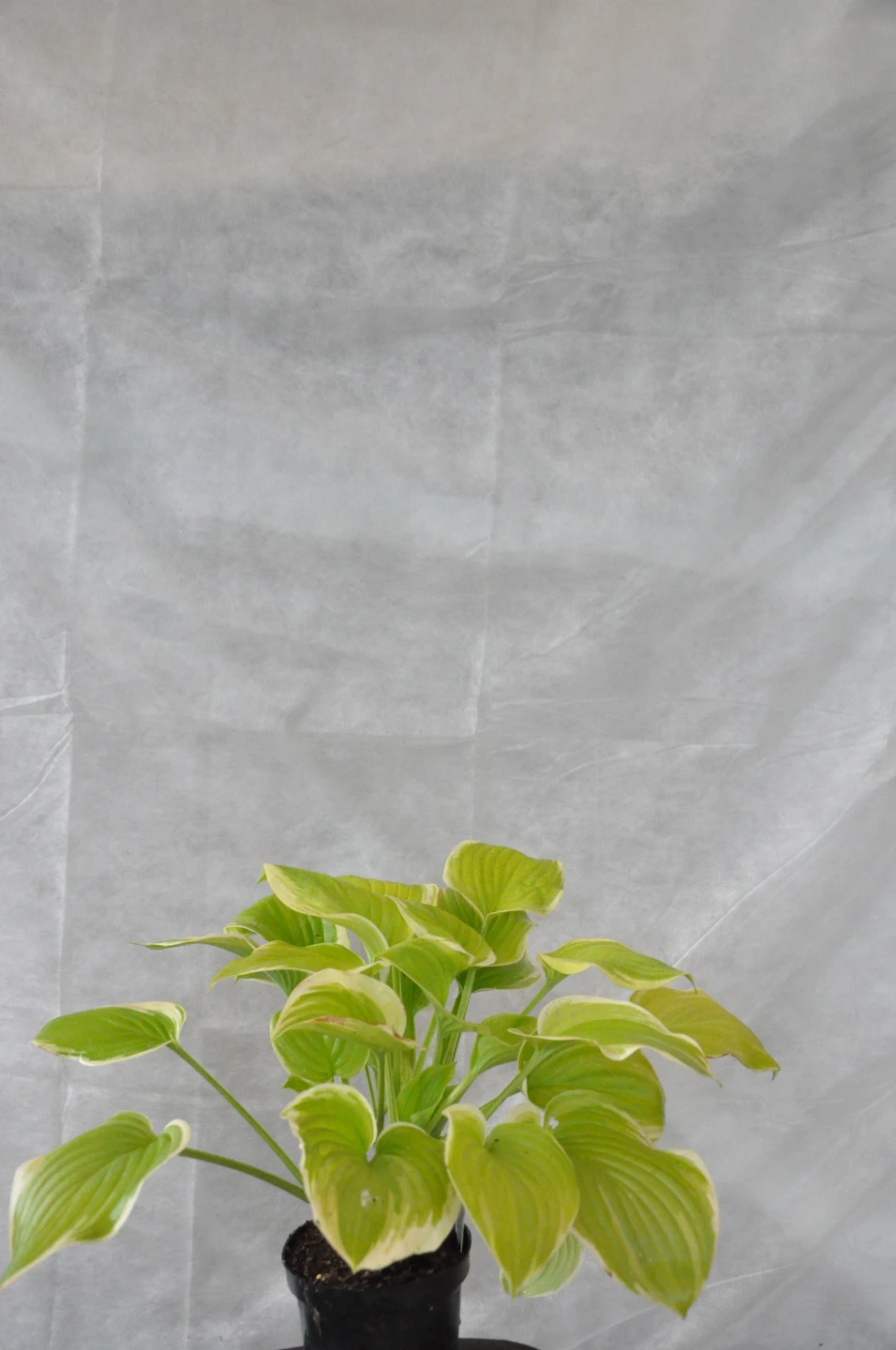 Hosta 'Fragrant Bouquet' (Funkia 'Fragrant Bouquet')