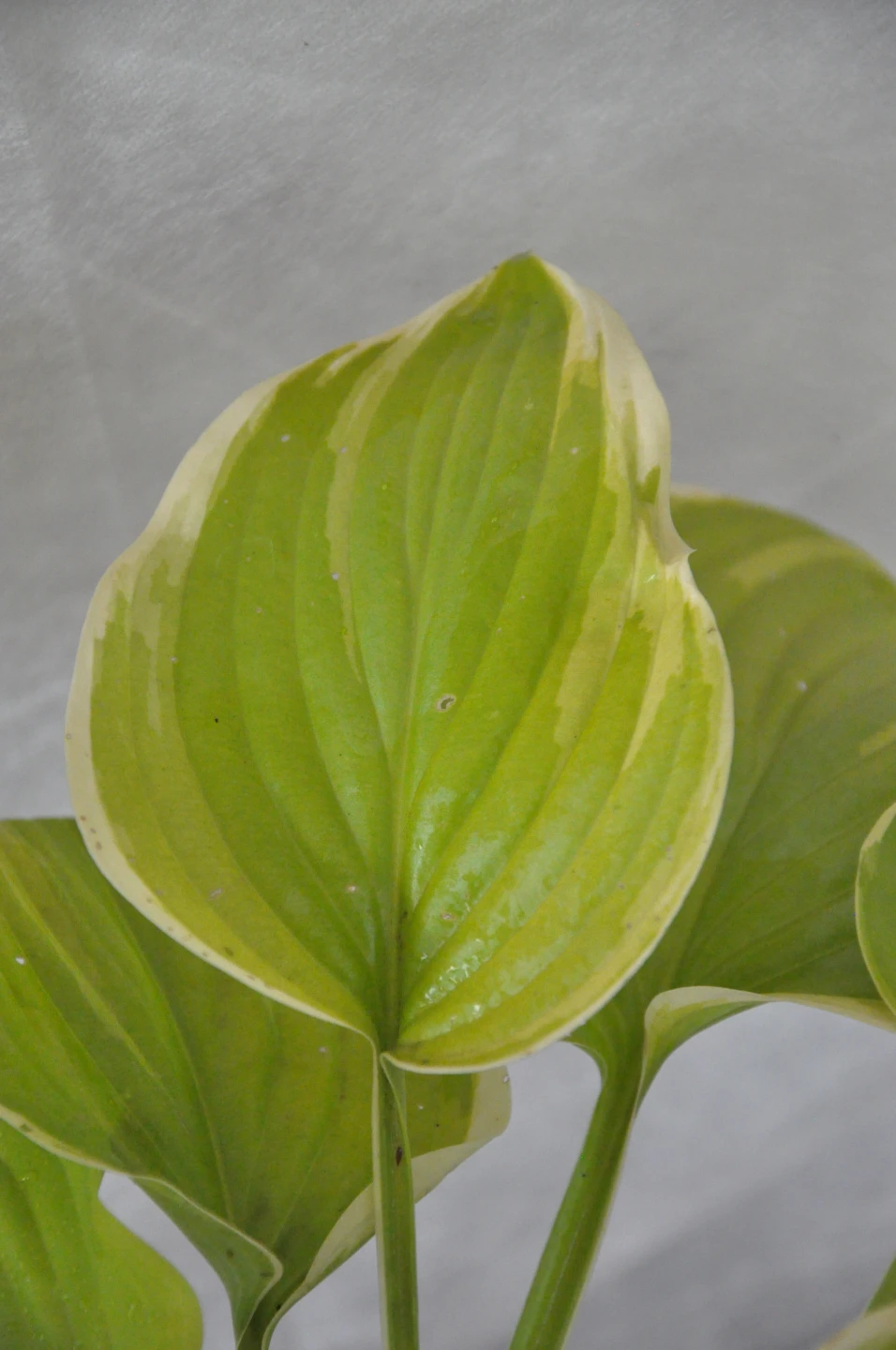 Hosta 'Fragrant Bouquet' (Funkia 'Fragrant Bouquet')