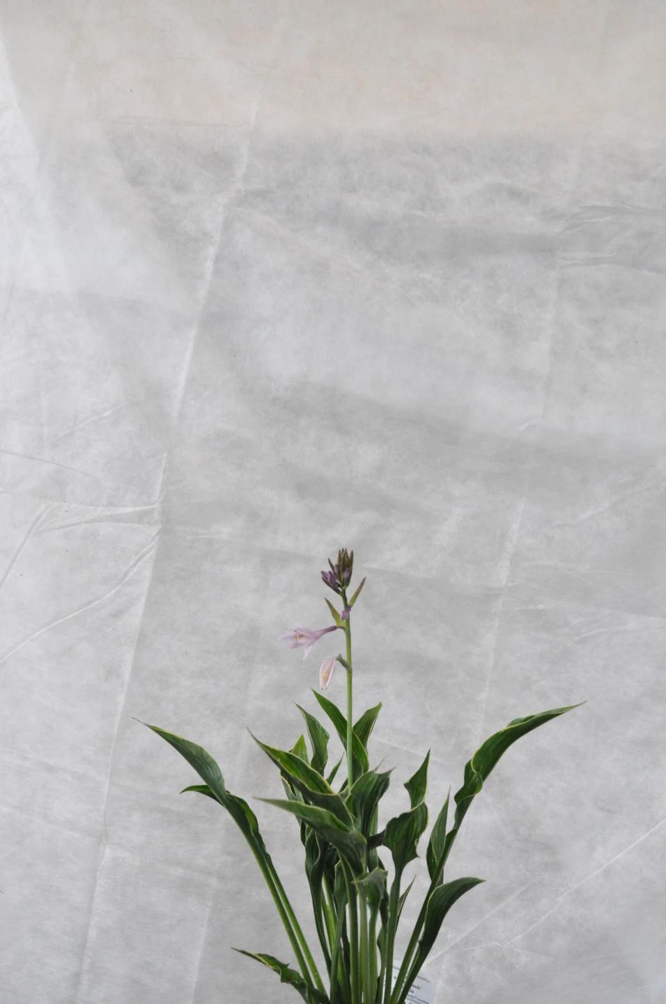 Hosta 'Paradigm' (Funkia'Paradigm')
