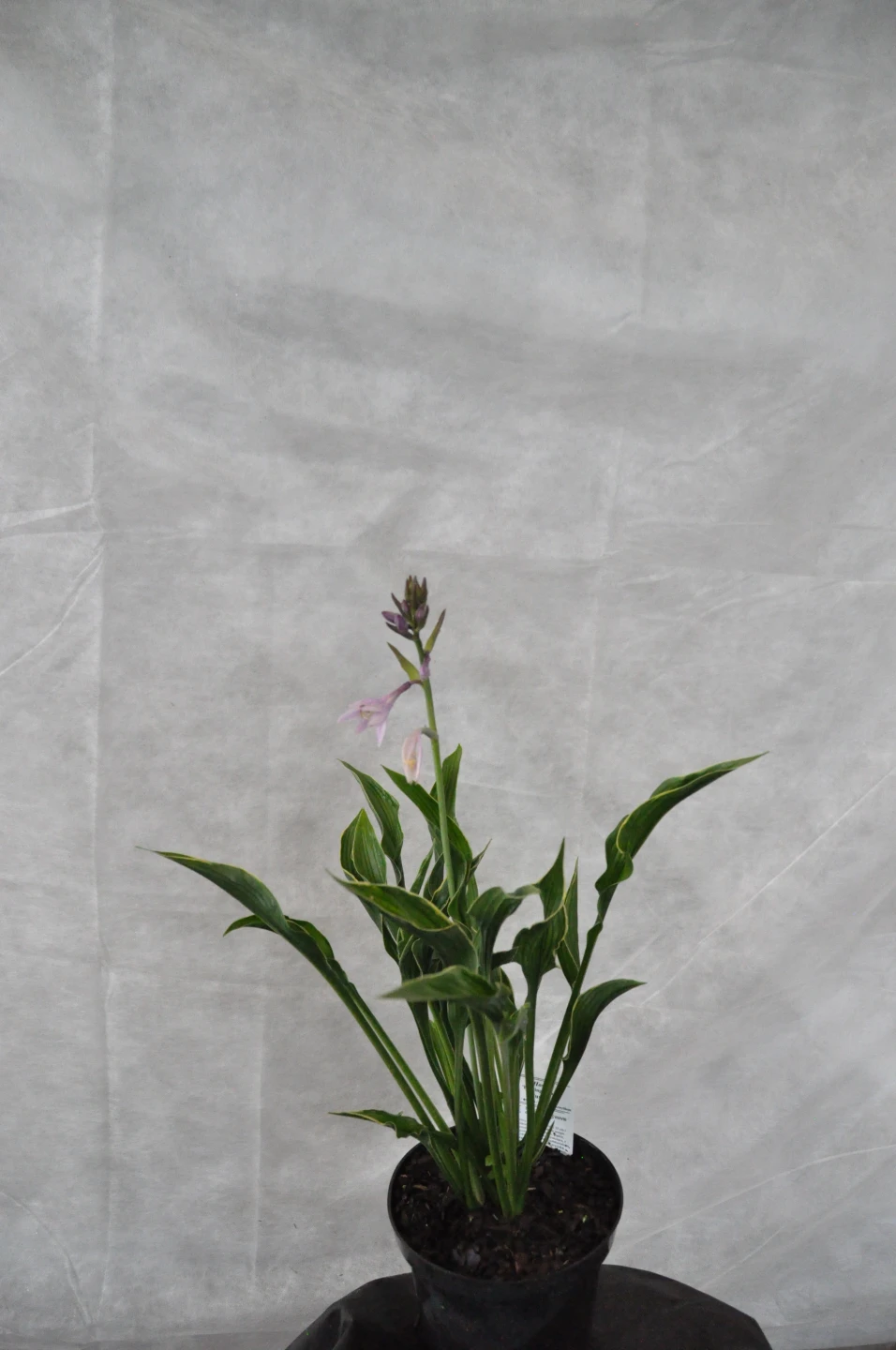 Hosta 'Paradigm' (Funkia'Paradigm')