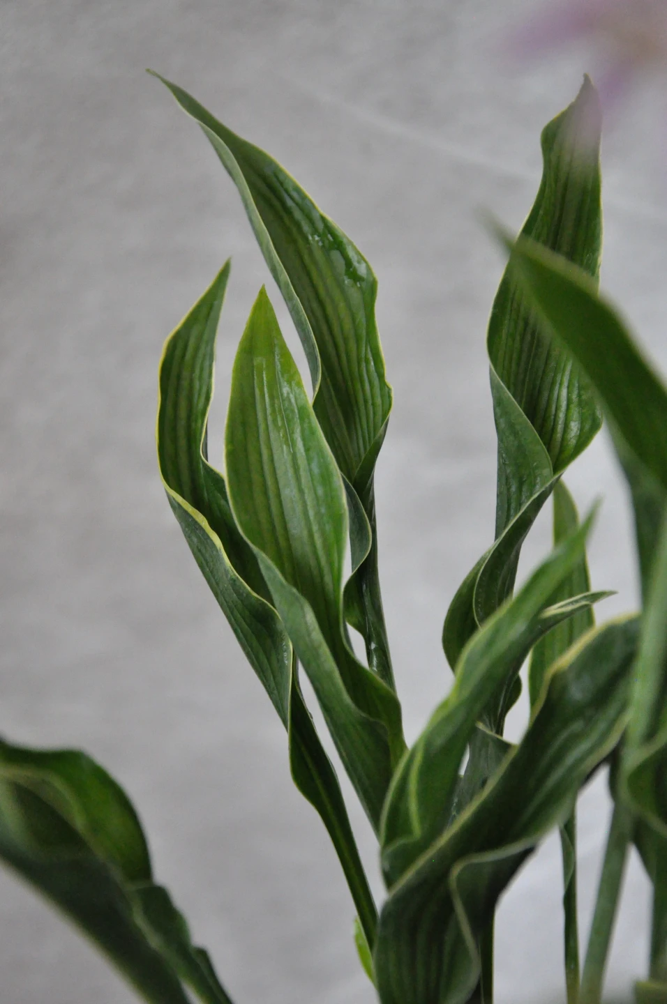 Hosta 'Paradigm' (Funkia'Paradigm')