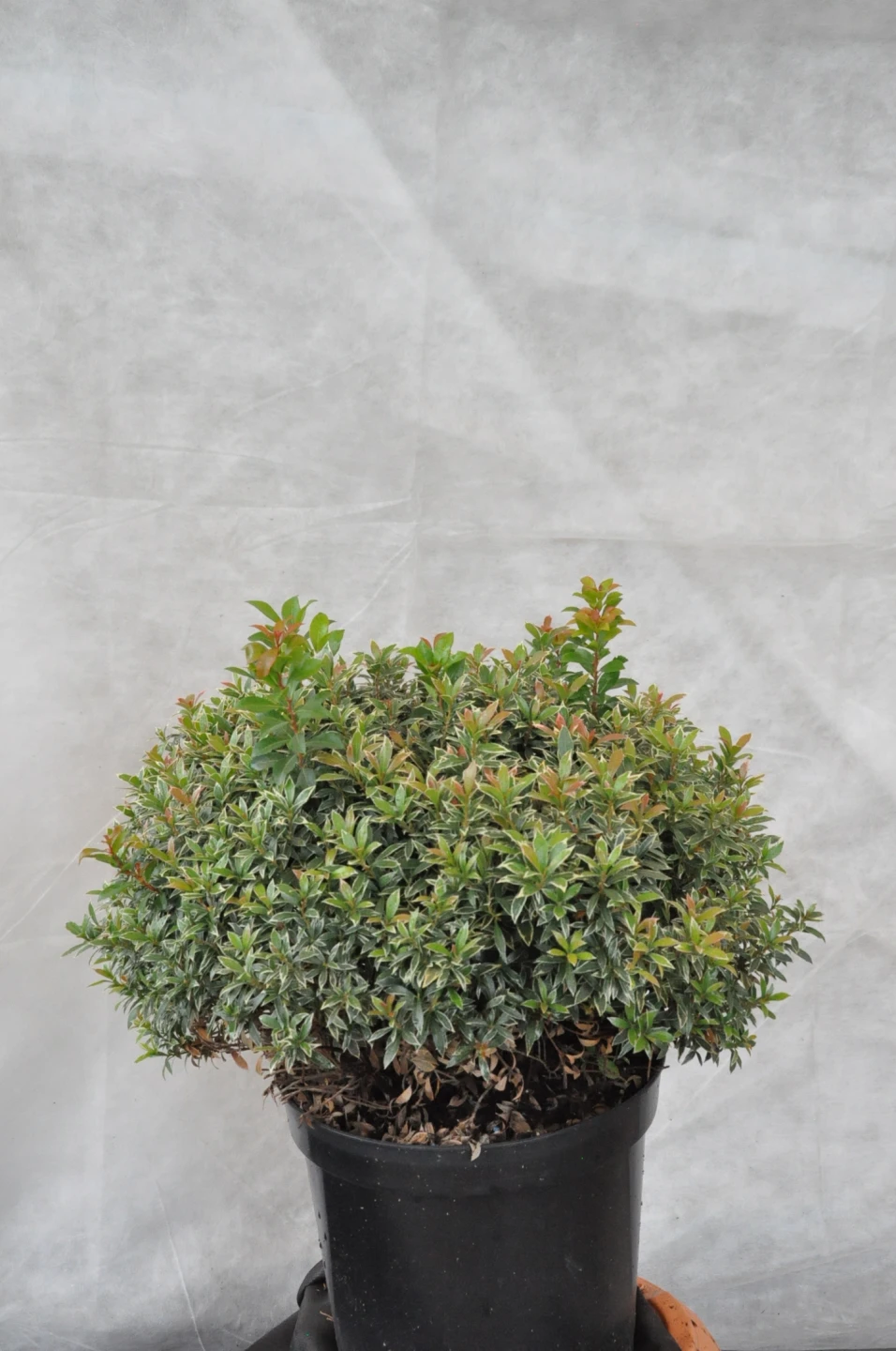 Pieris japonica 'Little Heath' (Pieris japoński 'Little Heath')